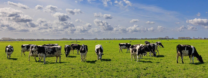 Open field with cows