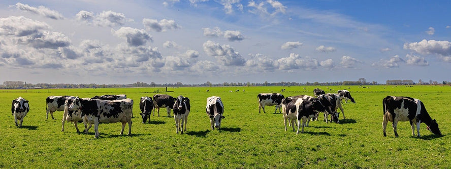 Open field with cows