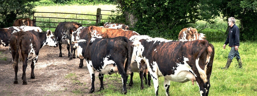 Cows in a field