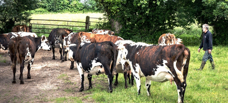 Cows in a field