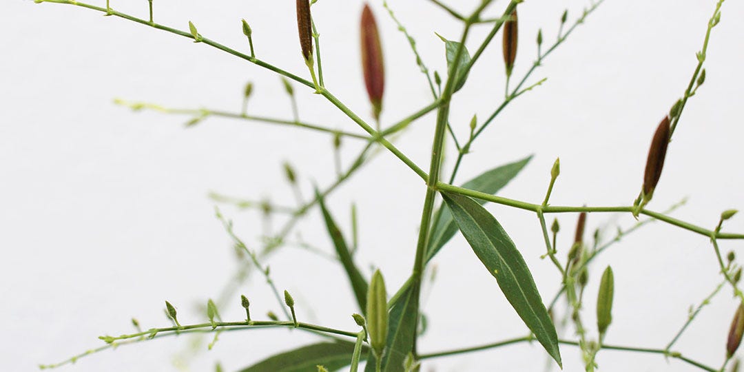 ANDROGRAPHIS 