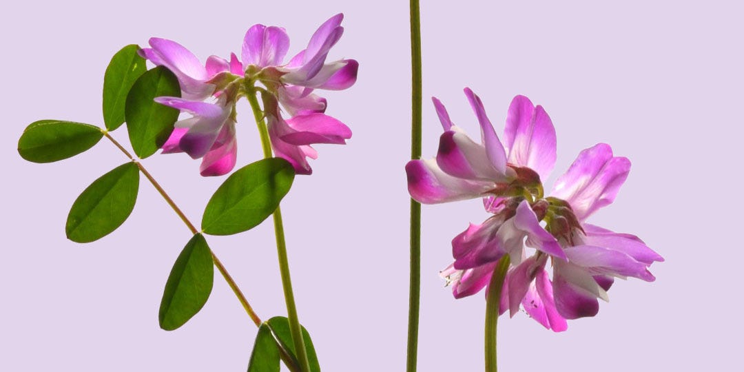 ASTRAGALUS