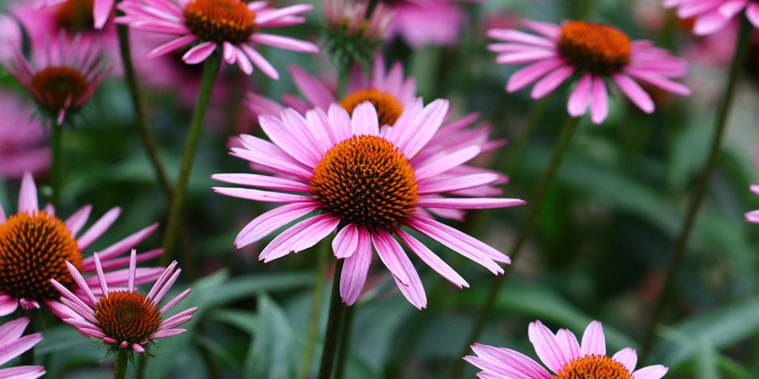 ECHINACEA