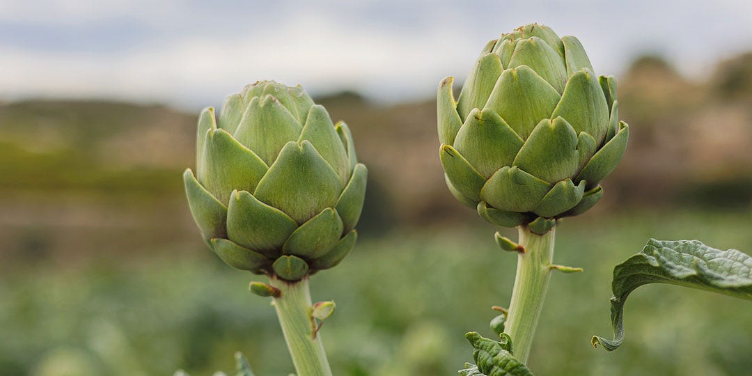 GLOBE ARTICHOKE 