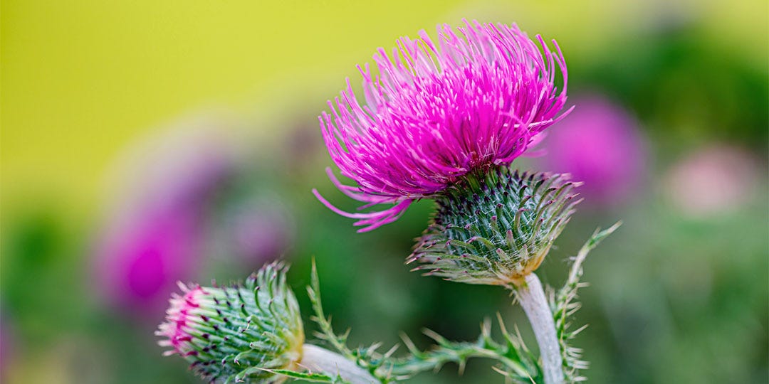 MILK THISTLE 