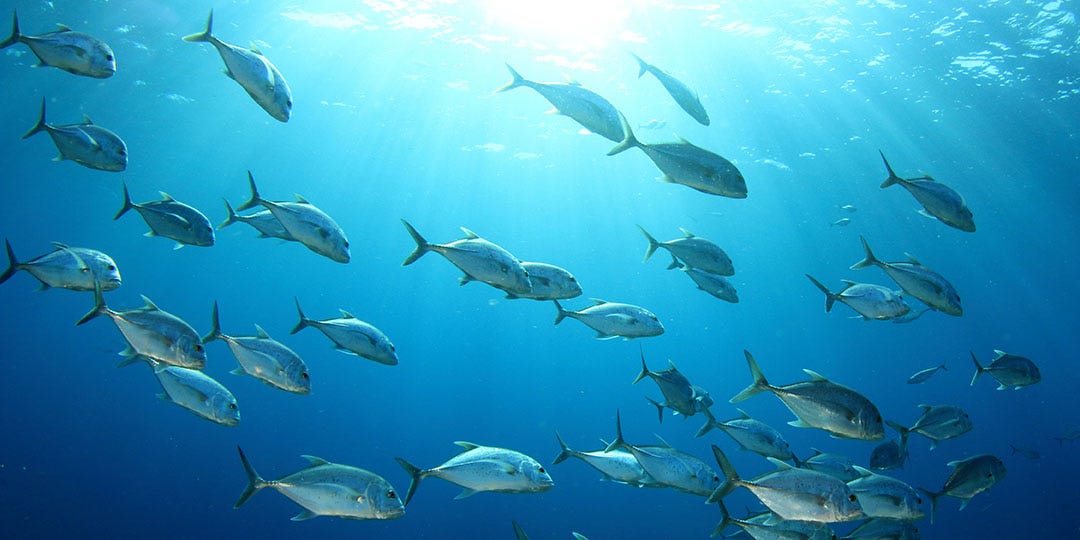 OMEGA-3
