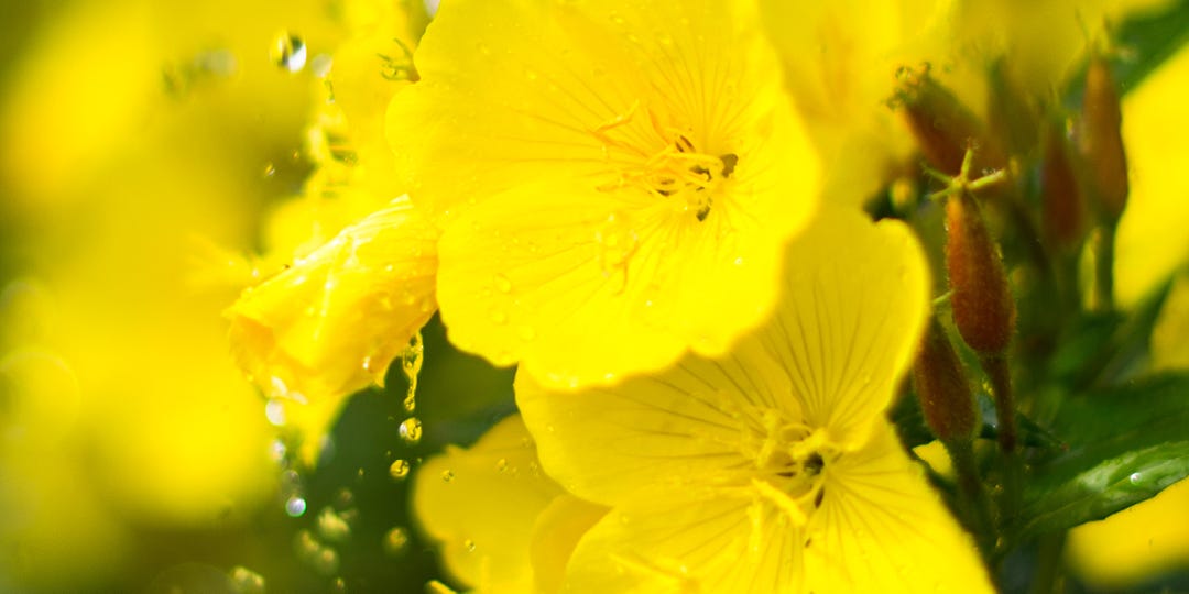 EVENING PRIMROSE OIL