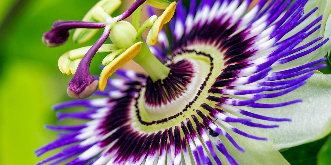 PASSIONFLOWER 