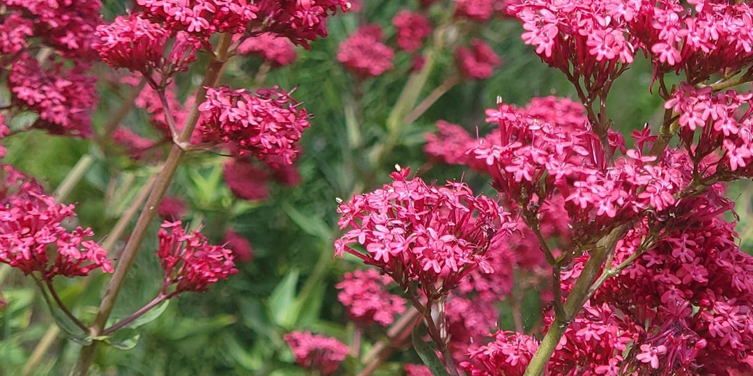 VALERIAN